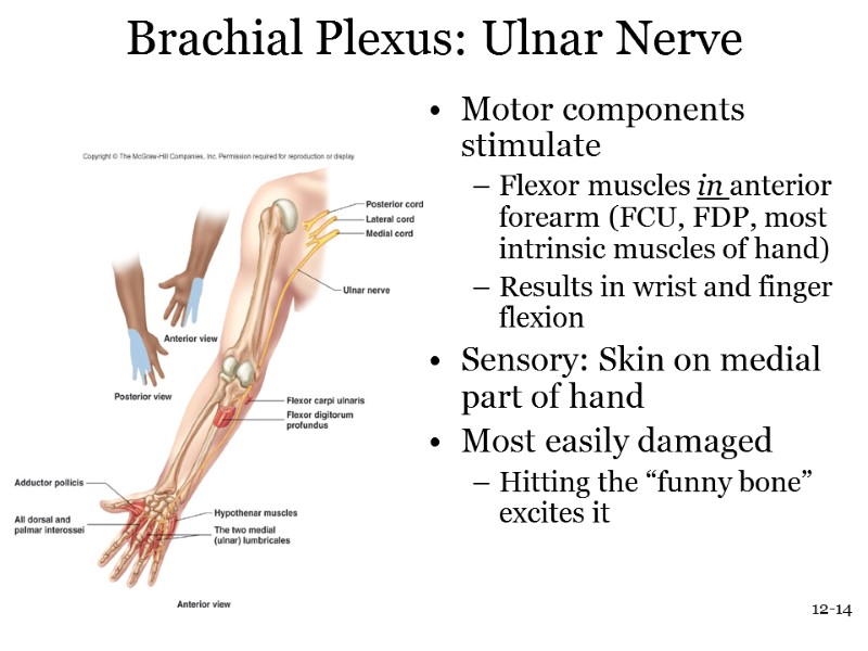 12-14 Brachial Plexus: Ulnar Nerve Motor components stimulate Flexor muscles in anterior forearm (FCU,